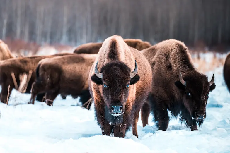 Bezoek Elk Island National Park bij Edmonton. Met wat geluk kom je oog in oog te staan met een kudde bizons. © Explore Edmonton
