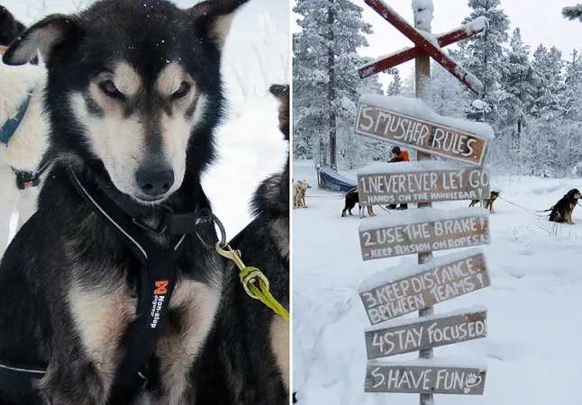 Tijdens een wintervakantie in Sälen ga je natuurlijk een husky safari maken. Het is de mooiste manier om de Zweedse natuur in de winter te ervaren. © Nico van Dijk / Skigebiedengids.nl